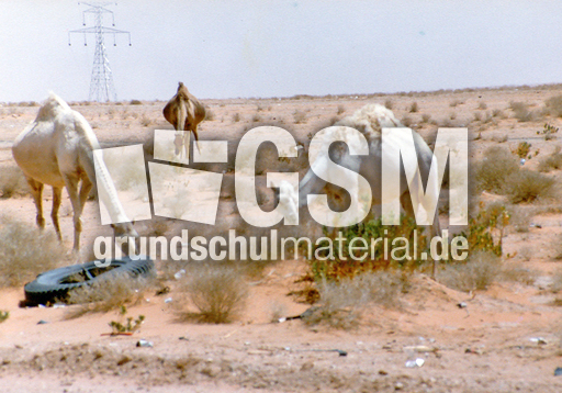 Wüste-Kamele-4.jpg